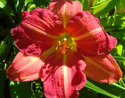 Hemerocallis Red Rum.jpg
