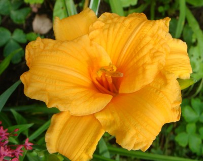 Hemerocallis orangelb kleinblütig Name unbekannt.jpg