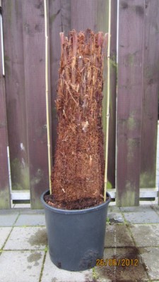ant. Baumfarn-2.jpg
