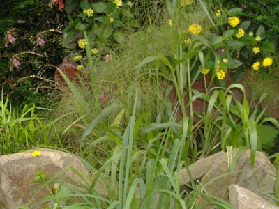 Gras.jpg