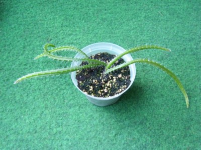 disocactus.JPG