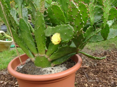 BLÜTE 02.jpg
