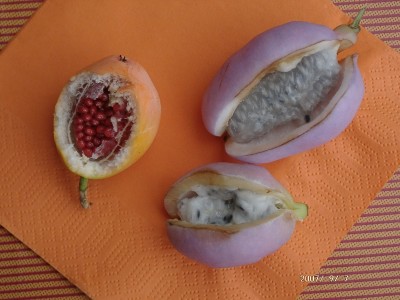 FRUCHT 03.jpg