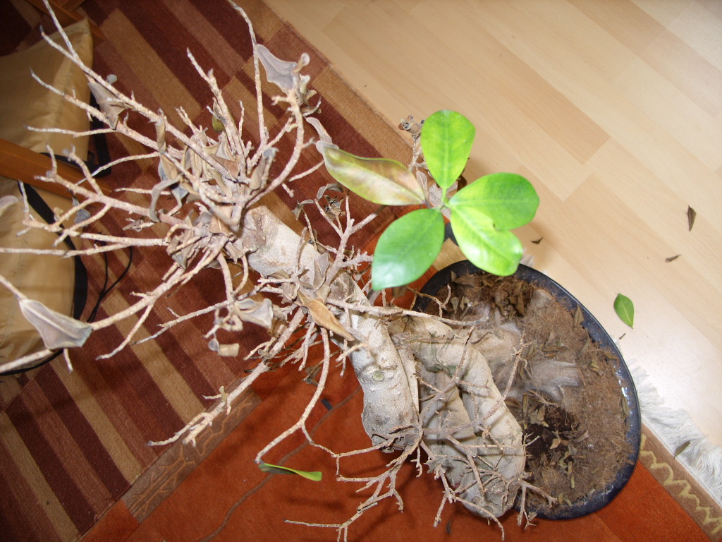 Ficus Ginseng verliert seine Bltter(braun, zusammengerollt)   Pflanzenkrankheiten & Schdlinge  GREEN24 Pflanzen & Garten Forum