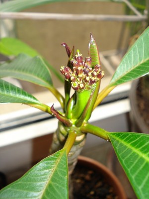 Plumeria_Bluete.JPG