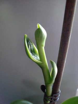 Phalaenopsis Hybride #4-6.jpg