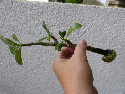 Adenium im Wasserglas seit 24082011.jpg
