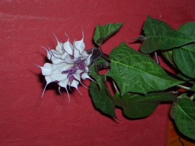 DSCI0916.JPG