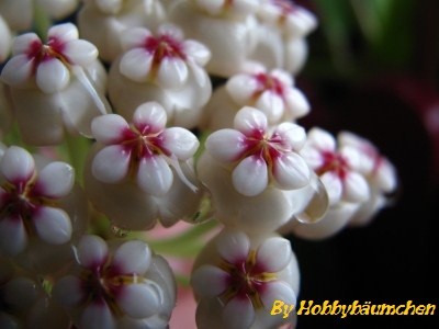 By Hobbybäumchen 122 (400 x 300).jpg