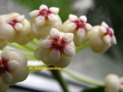 By Hobbybäumchen 114 (864 x 648).jpg