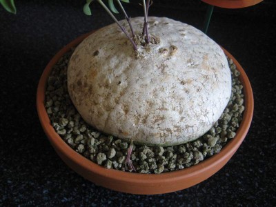Raphionacme burkei 02.JPG