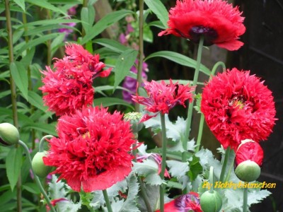 By Hobbybäumchen 127 (864 x 648).jpg