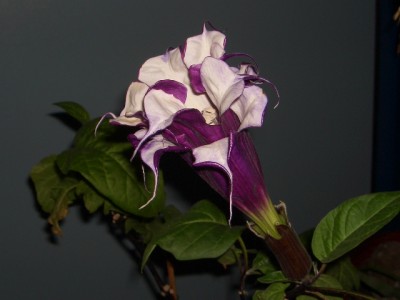 DSCI0918.JPG