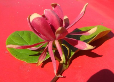 Calycanthus Gewürzstrauch.jpg