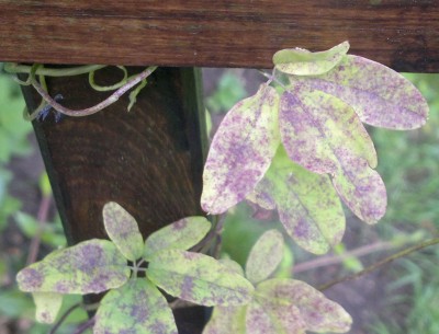 2012-06-26-339.jpg