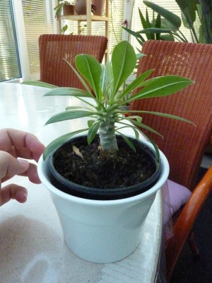 P1020691.JPG