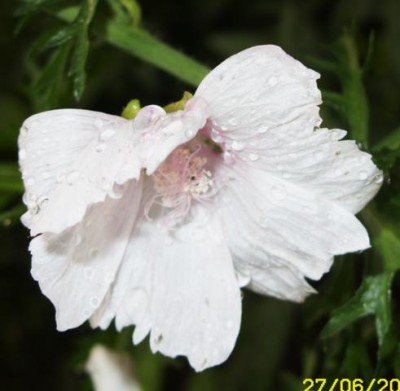 Photo13.jpg