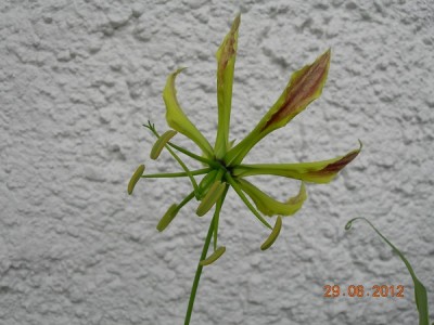 Gloriosa erste Blüte.jpg