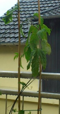 DSC_0516-2.jpg