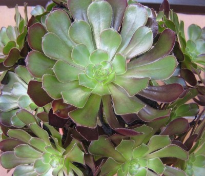 Sukkulenten 134.jpg