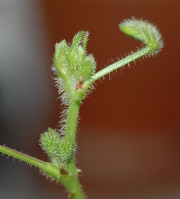 DSC_6756g.jpg