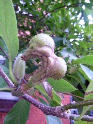 Magnolie (1) - Kopie (480x640).jpg