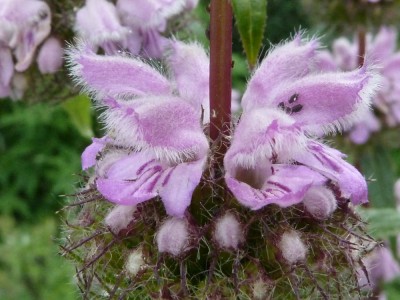 12-06-28-phlomis-tuberosa.JPG