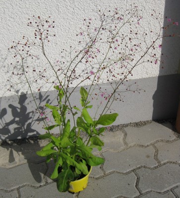 Sommerblumenmix_4015.jpg
