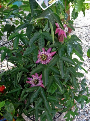 Violacea.jpg