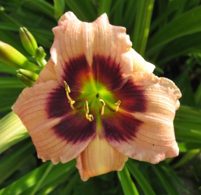 Siloam Bo Peep_4033.jpg