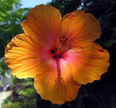 Hibiscus geadert_3859.jpg