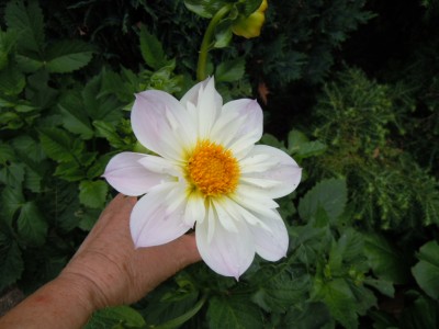 teebrouks audrey.JPG