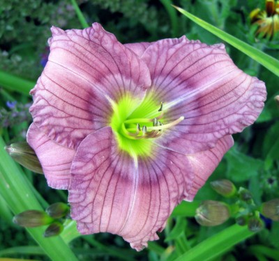 Hemerocallis Siloam New Toy_4050.jpg