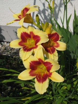 Hemerocallis Nefertiti_4094.jpg