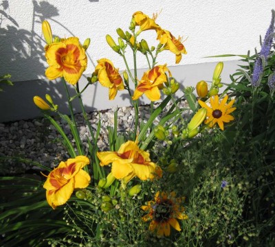 Hemerocallis Fooled Me_4093.jpg