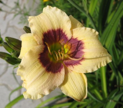 Hemerocallis Snowy Eyes_4092.jpg