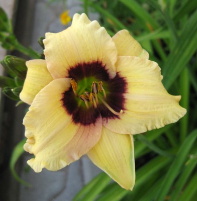 Hemerocallis Snowy Eyes morgens_4048.jpg