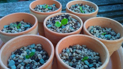 IMAG0292green24.jpg