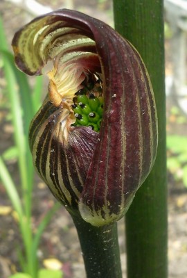 ariseama griffithii.jpg