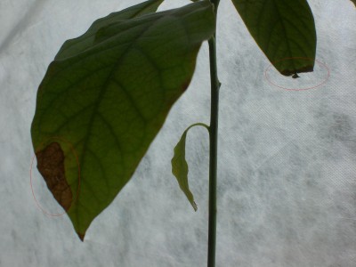 Avocado 4 - 2012.JPG