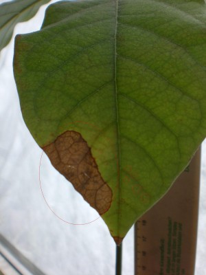 Avocado 3 - 2012.JPG