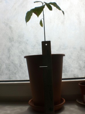 Avocado 1 - 2012.JPG