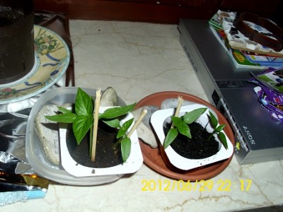 paprika bell purple.jpg