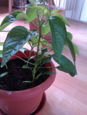 Chili2 01_07_2012.jpg