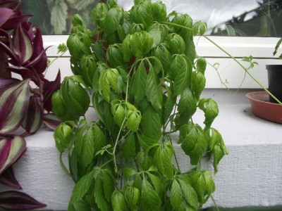 Jiaogulan draußen.JPG