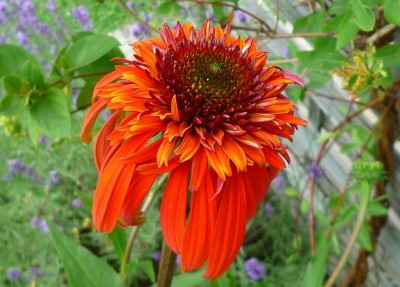 Echinacea Hot Papaya.JPG