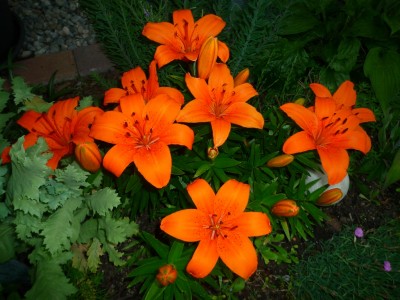 Lilien orange.JPG