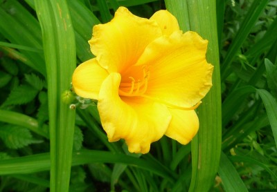 Hemerocallis gelb.JPG