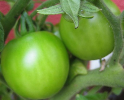 Green24 5 083.jpg