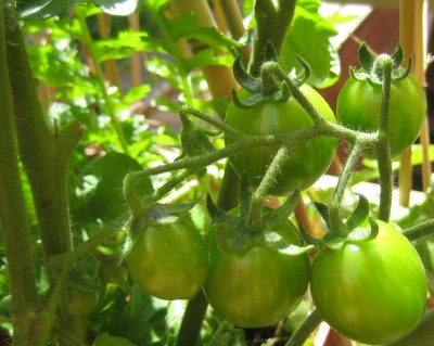 Green24 5 081.jpg
